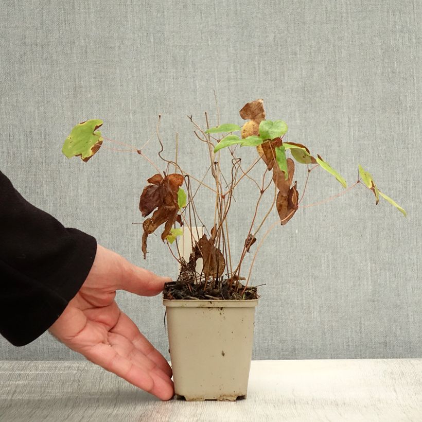 Esemplare di Epimedium grandiflorum Beni-kujaku Vasetto da 8/9 cm come consegnato in autunno