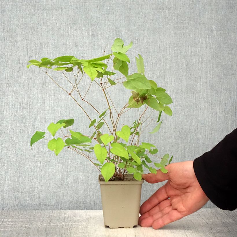Epimedium grandiflorum Beni-kujaku Vasetto da 8/9 cm esemplare consegnato in primavera