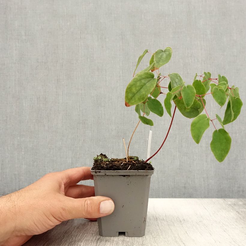 Esemplare di Epimedium grandiflorum Vasetto da 8/9 cm come consegnato in autunno