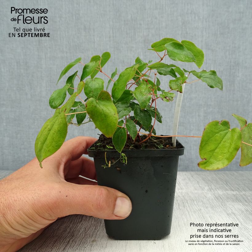 Esemplare di Epimedium grandiflorum - Fleurs des elfes rose lilas pâle Godet de 8/9 cm consegnato in estate