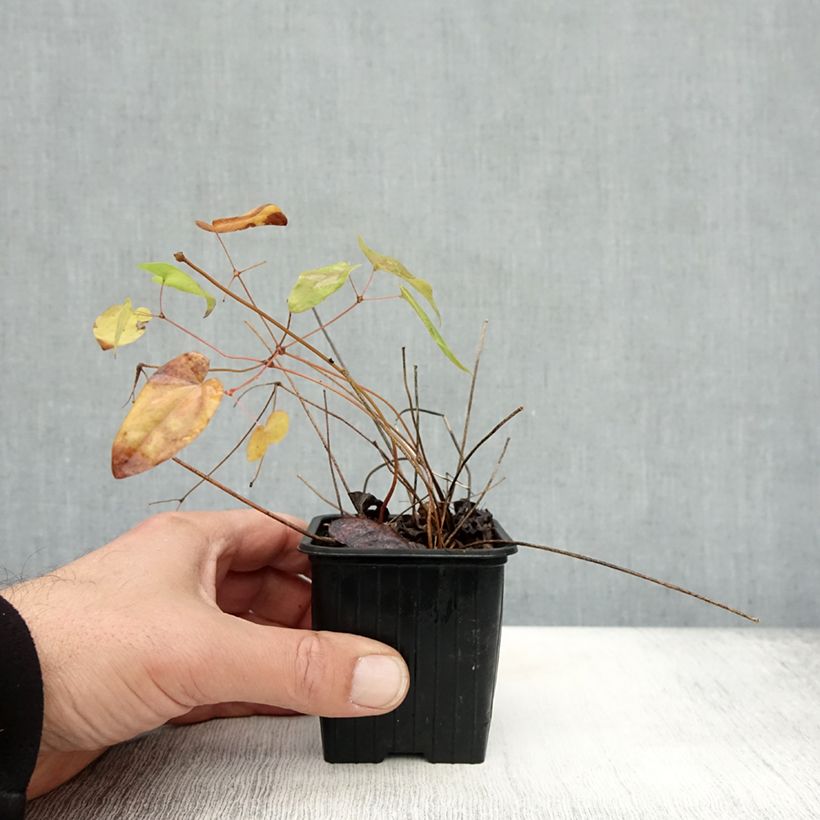 Esemplare di Epimedium grandiflorum Lilafee Vasetto da 8/9 cm come consegnato in autunno