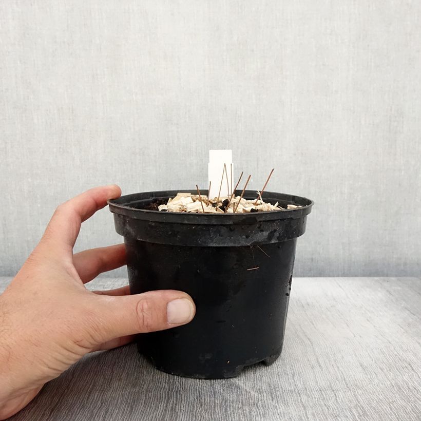 Esemplare di Epimedium grandiflorum Lilafee Vaso da 2L/3L come consegnato in autunno