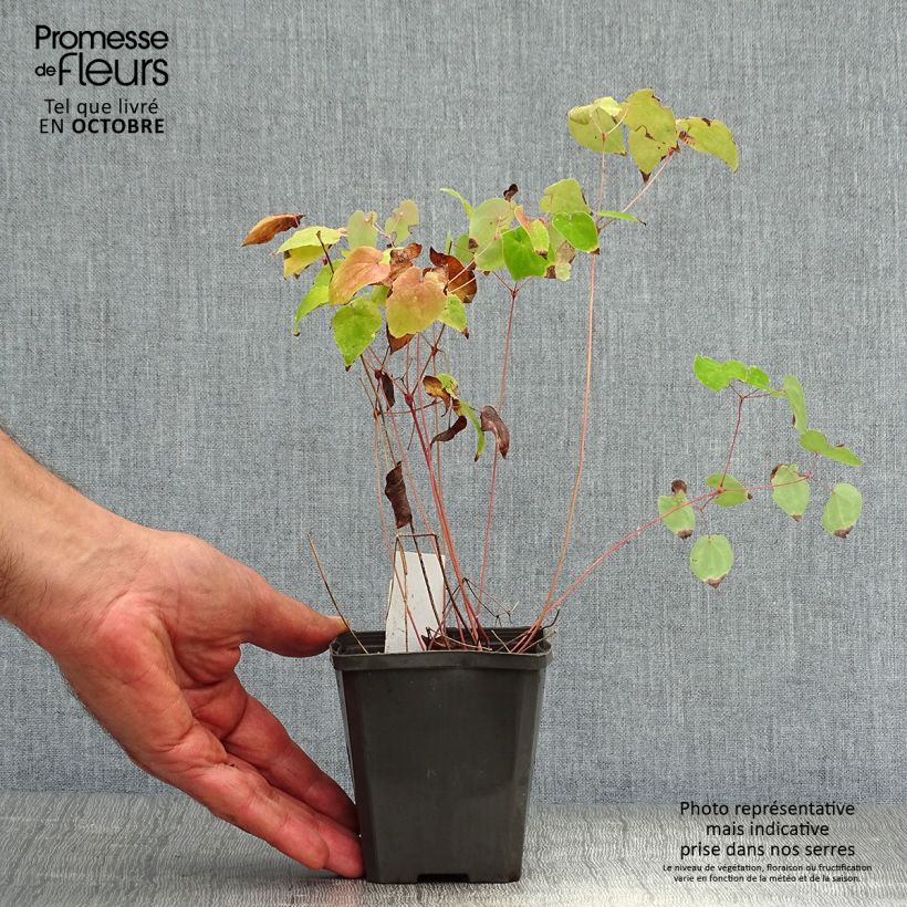 Esemplare di Epimedium grandiflorum Red Beauty Vasetto da 8/9 cm come consegnato in autunno