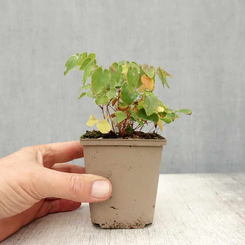 Esemplare di Epimedium grandiflorum Shiho Vasetto da 8/9 cm come consegnato in autunno