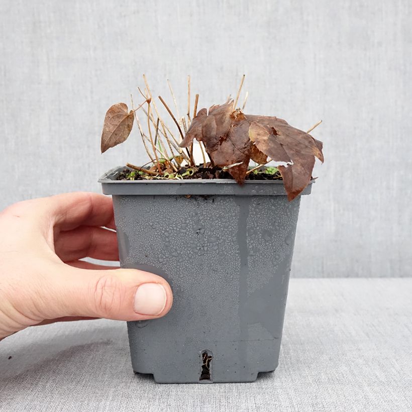 Epimedium grandiflorum Pretty in Pink Vaso da 1L/1,5L esemplare consegnato in inverno