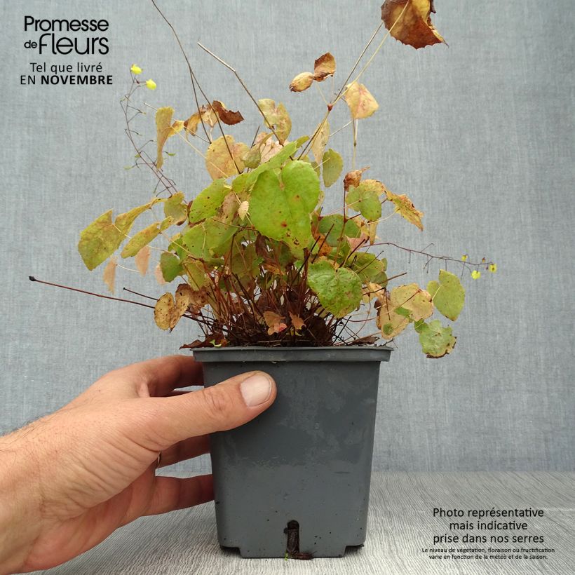 Esemplare di Epimedium platypetalum Sunny and Share Vaso da 1L/1,5L come consegnato in autunno