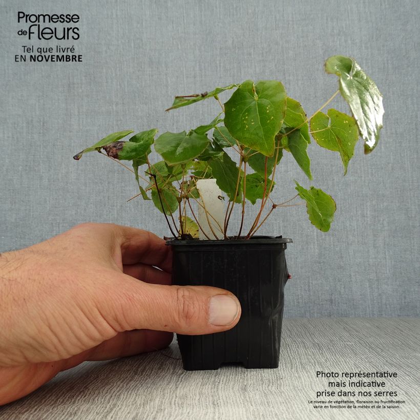 Esemplare di Epimedium perralchicum Fröhnleiten Vasetto da 8/9 cm come consegnato in autunno