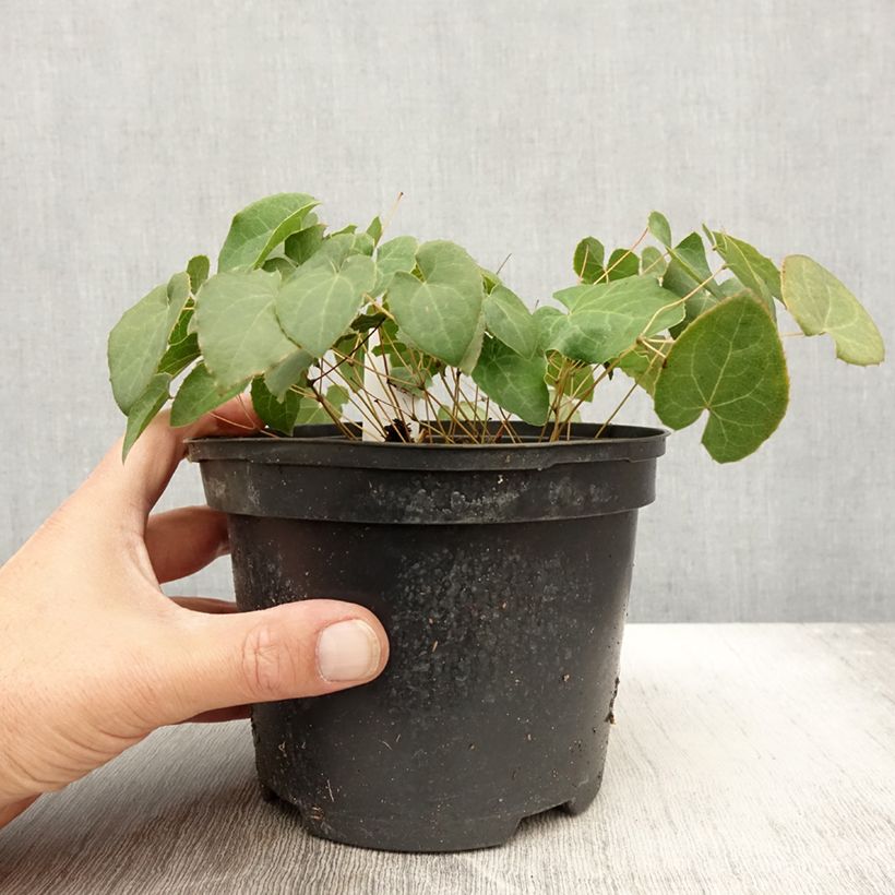 Esemplare di Epimedium perralchicum Fröhnleiten Vaso da 2L/3L come consegnato in autunno