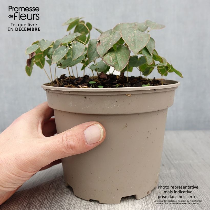 Epimedium perralchicum Fröhnleiten Vaso da 2L/3L esemplare consegnato in inverno