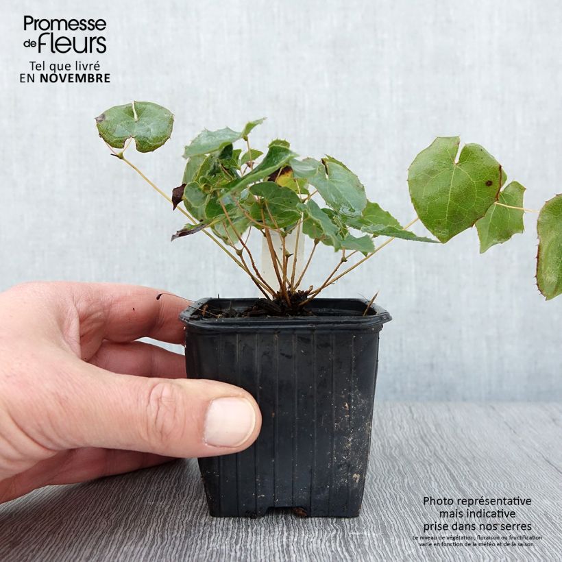 Esemplare di Epimedium perralderianum Vasetto da 8/9 cm come consegnato in autunno