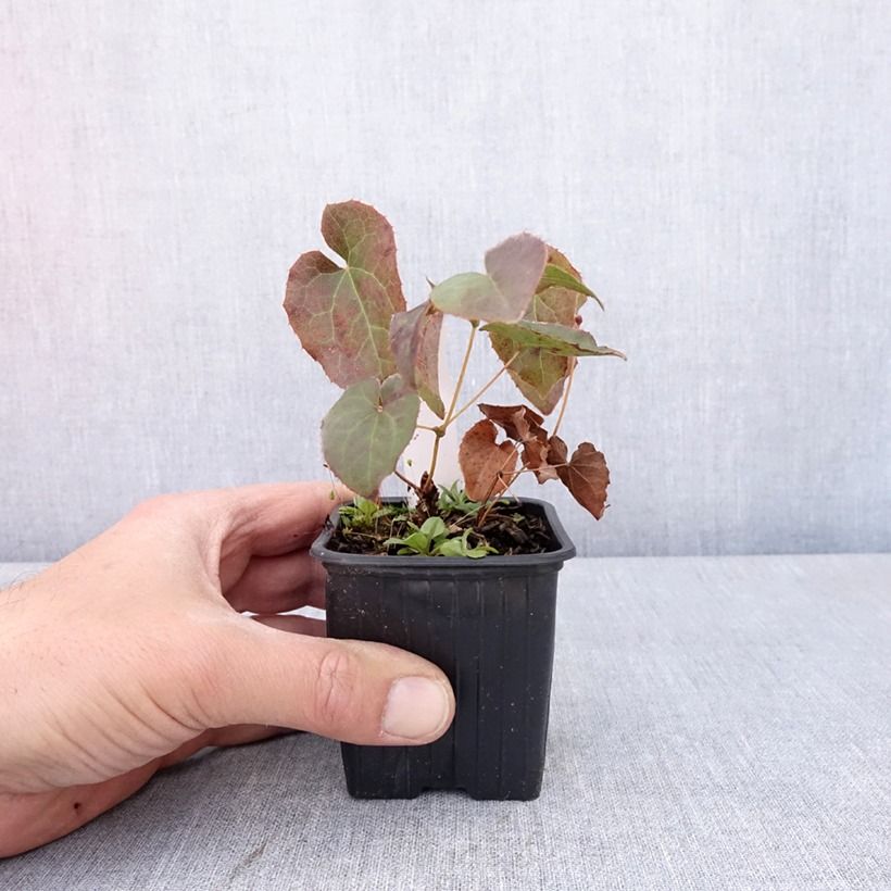 Epimedium perralderianum Vasetto da 8/9 cm esemplare consegnato in primavera