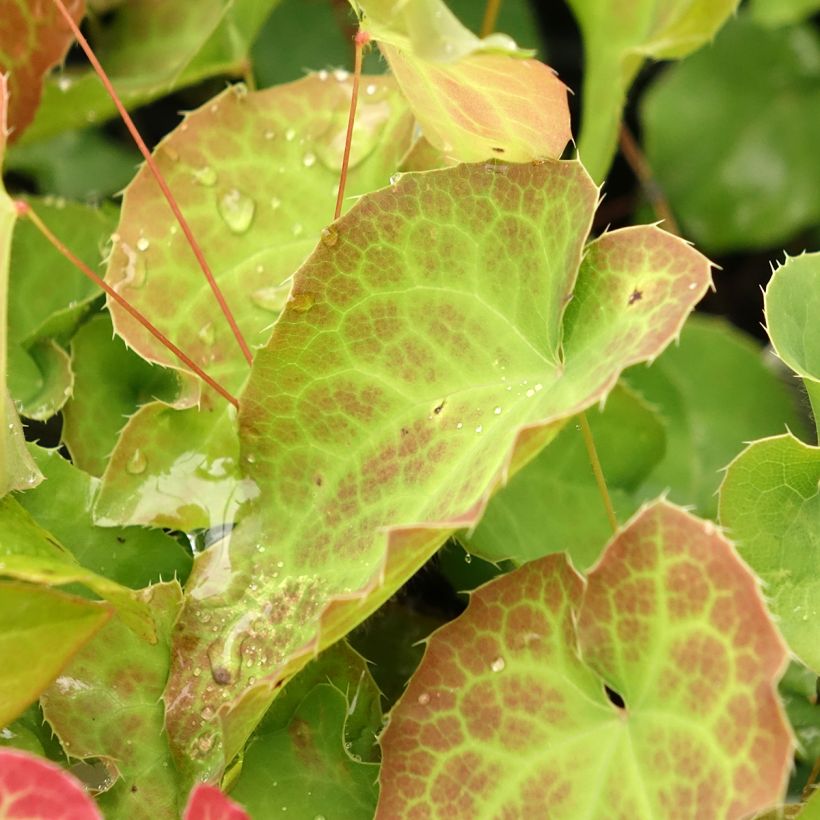 Epimedium perralderianum (Fogliame)