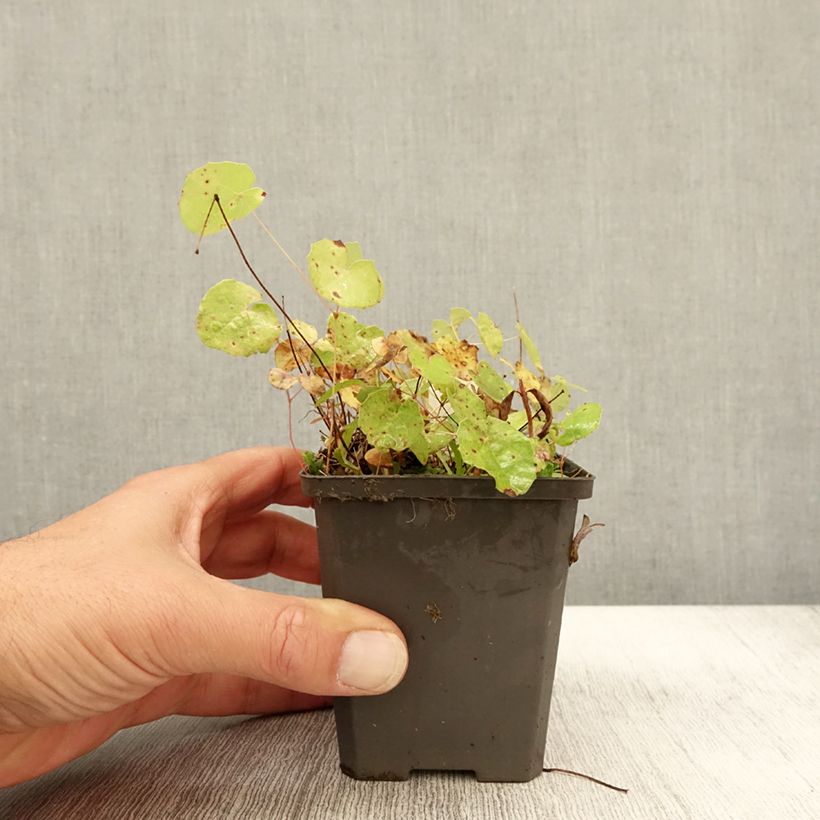 Esemplare di Epimedium platypetalum Vasetto da 8/9 cm come consegnato in autunno