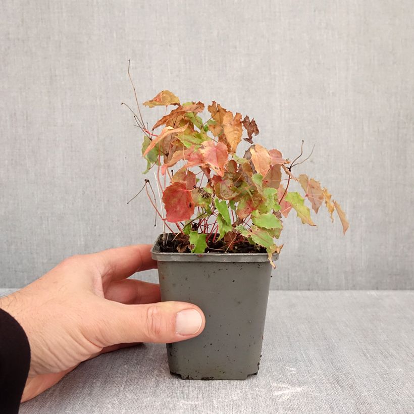 Esemplare di Epimedium rhizomatosum Vasetto da 8/9 cm come consegnato in autunno