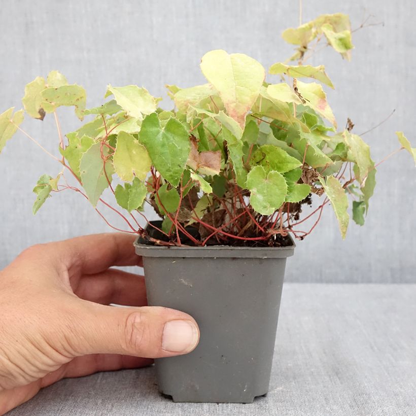 Esemplare di Epimedium rhizomatosum Vasetto da 8/9 cm consegnato in estate
