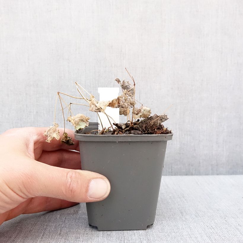 Epimedium rhizomatosum Vasetto da 8/9 cm esemplare consegnato in inverno