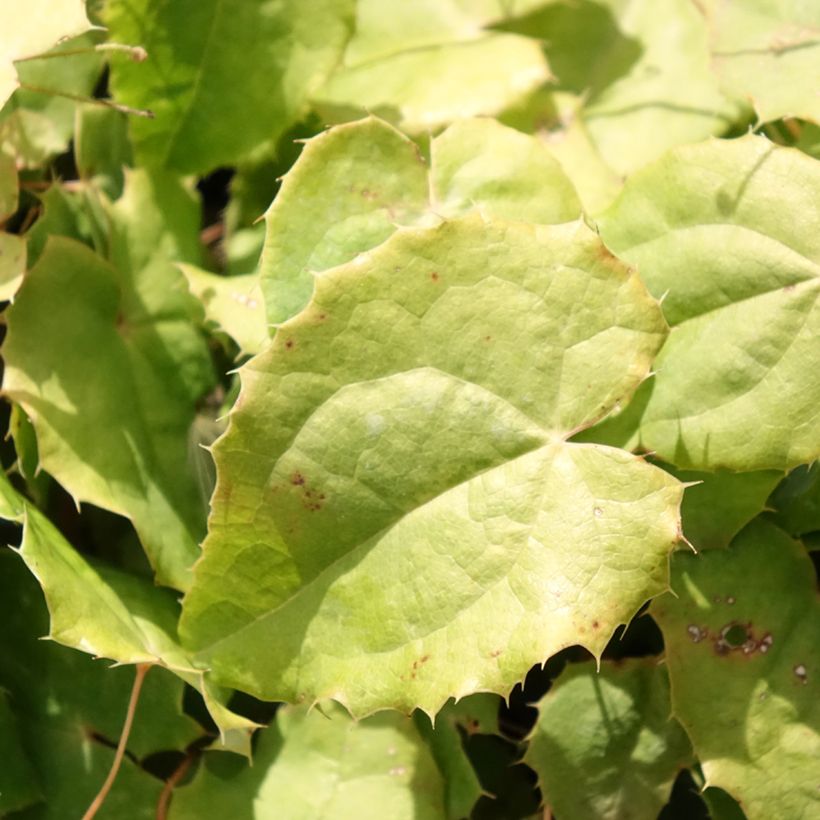 Epimedium rhizomatosum (Fogliame)