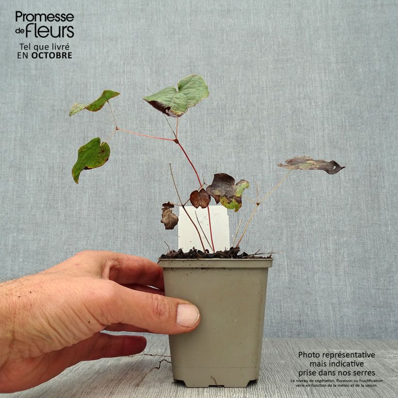 Esemplare di Epimedium rubrum Vasetto da 8/9 cm come consegnato in autunno