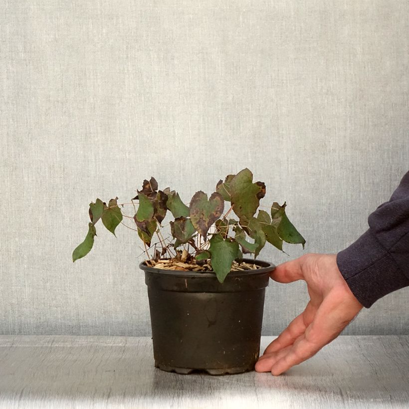 Esemplare di Epimedium rubrum Vaso da 2L/3L come consegnato in autunno