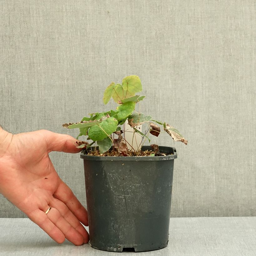 Esemplare di Epimedium stellulatum Wudang Star Vaso da 1L/1,5L come consegnato in autunno