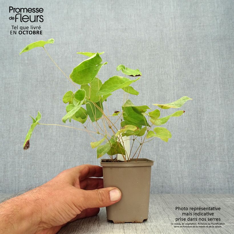 Esemplare di Epimedium warleyense Ellen willmott Vasetto da 8/9 cm come consegnato in autunno