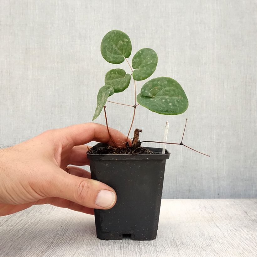 Esemplare di Epimedium warleyense Vasetto da 8/9 cm come consegnato in autunno