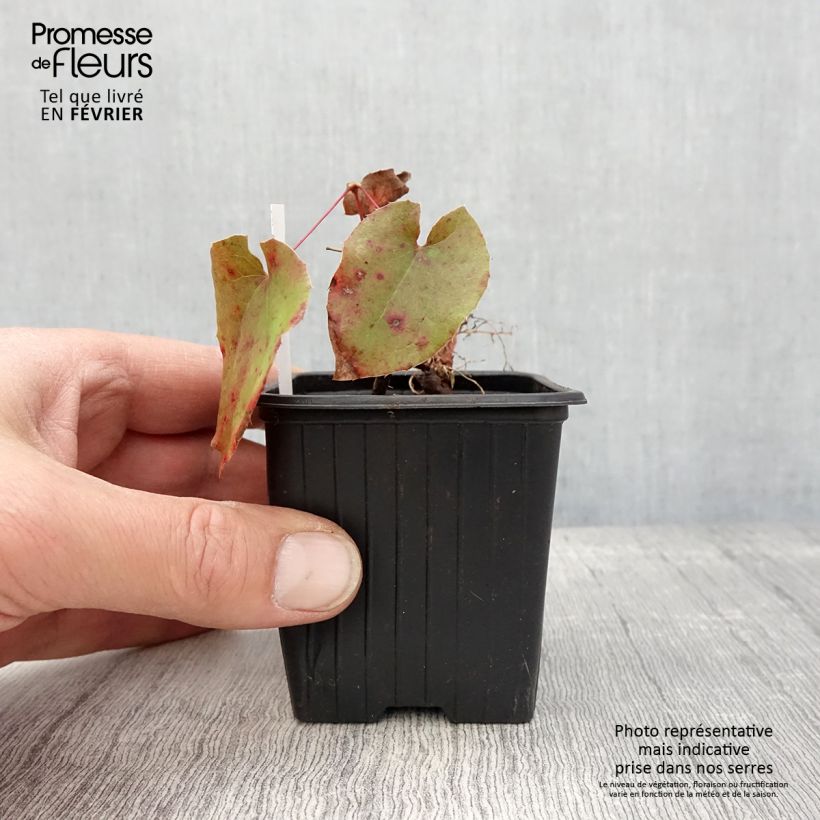 Epimedium warleyense Vasetto da 8/9 cm esemplare consegnato in inverno