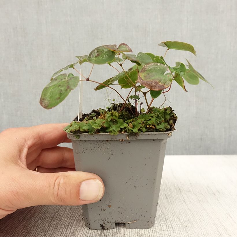 Esemplare di Epimedium versicolor Sulphureum Vasetto da 7/8 cm come consegnato in autunno