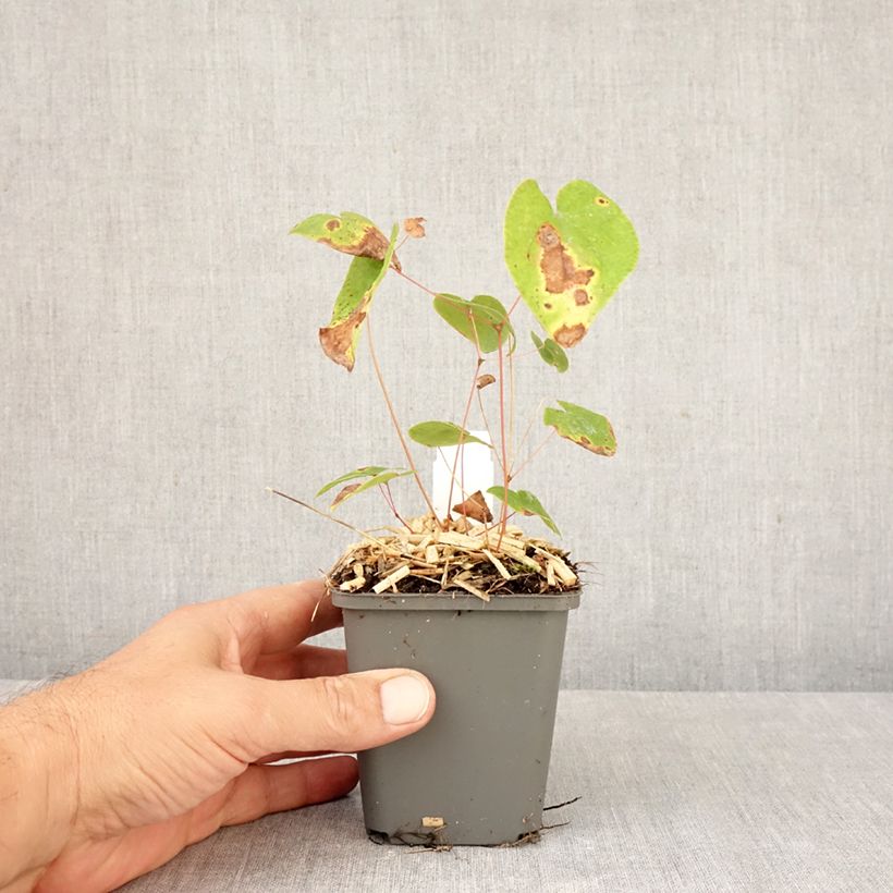 Esemplare di Epimedium youngianum Merlin Vasetto da 8/9 cm come consegnato in autunno