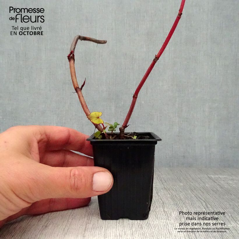 Esemplare di Fagopyrum dibotrys - Grano saraceno perenne Vasetto da 8/9 cm come consegnato in autunno
