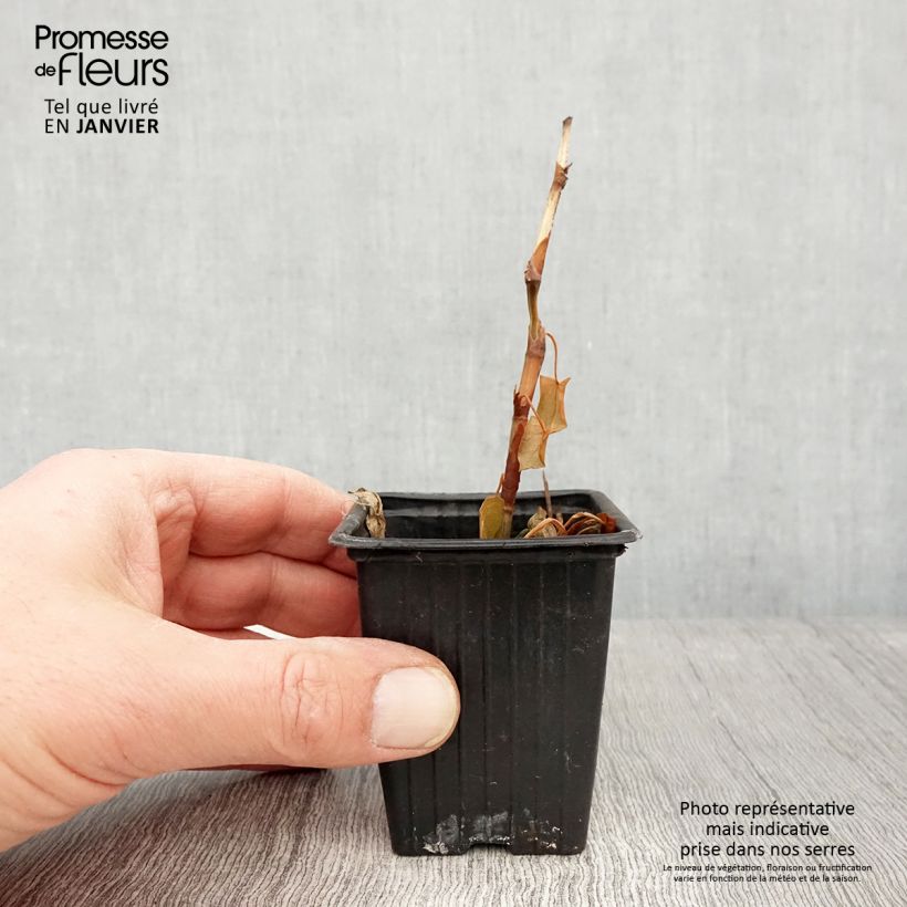 Fagopyrum dibotrys - Grano saraceno perenne Vasetto da 8/9 cm esemplare consegnato in inverno