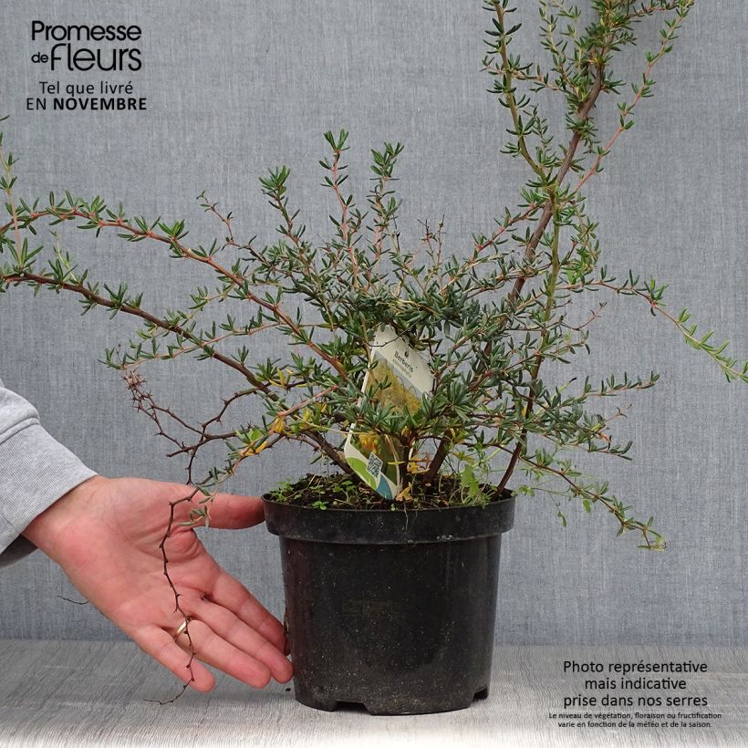 Esemplare di Berberis stenophylla - Crespino Vaso da 2L/3L come consegnato in autunno