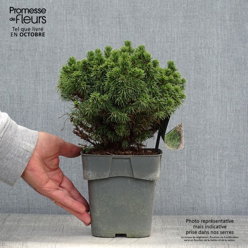 Esemplare di Picea glauca Alberta Globe Vaso da 2L/3L come consegnato in autunno
