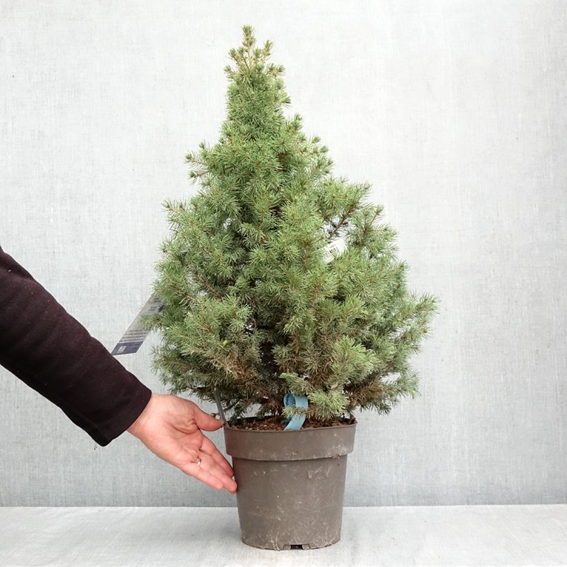 Esemplare di Picea glauca Biesenthaler Frühling Vaso da 4L/5L come consegnato in autunno