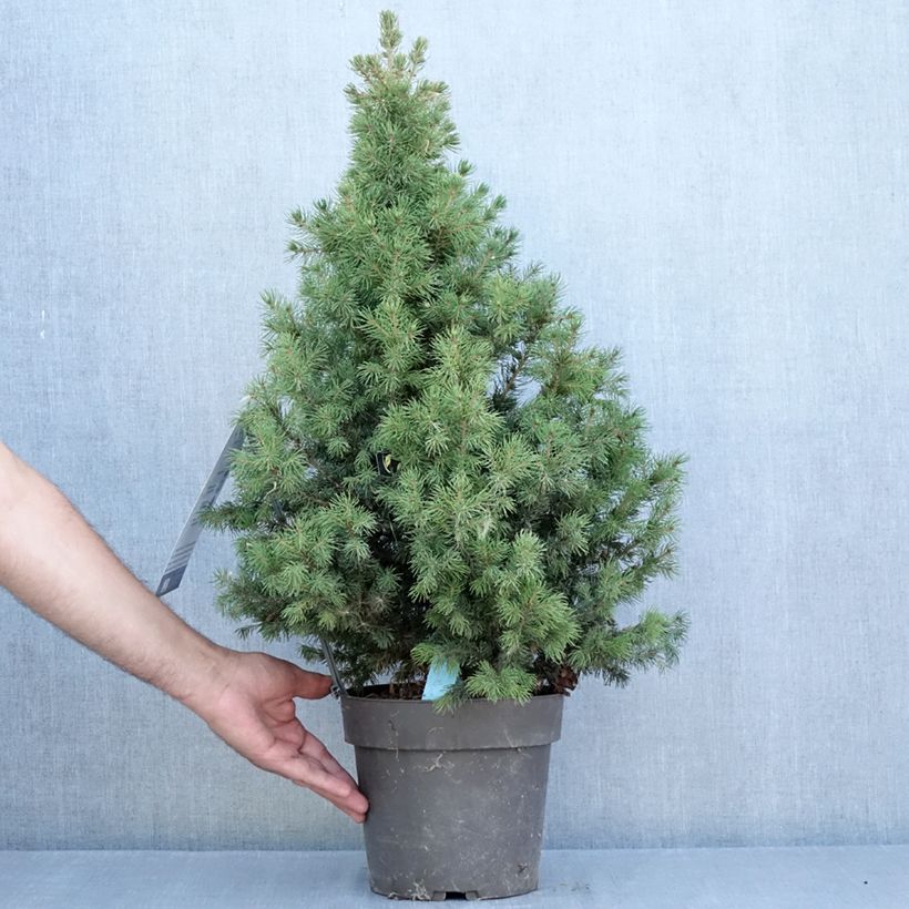 Esemplare di Picea glauca Biesenthaler Frühling Vaso da 4L/5L consegnato in estate