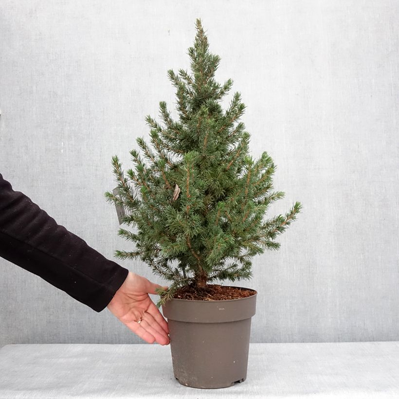Picea glauca Biesenthaler Frühling Vaso da 4L/5L esemplare consegnato in inverno