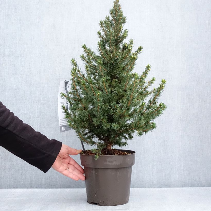 Picea glauca Biesenthaler Frühling Vaso da 4L/5L esemplare consegnato in primavera