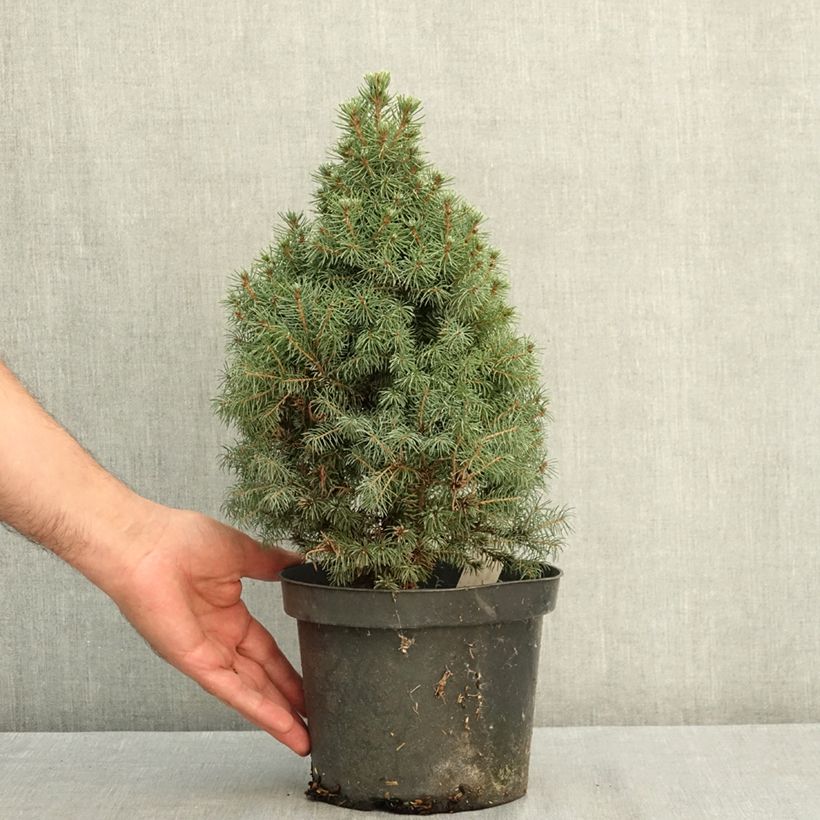 Esemplare di Picea glauca Conica Blue Vaso da 3L/4L consegnato in estate
