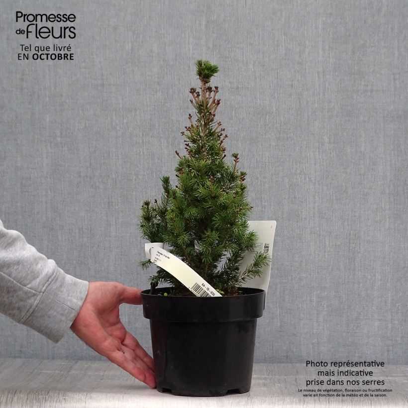 Esemplare di Picea glauca Daisy's White Vaso da 2L/3L come consegnato in autunno