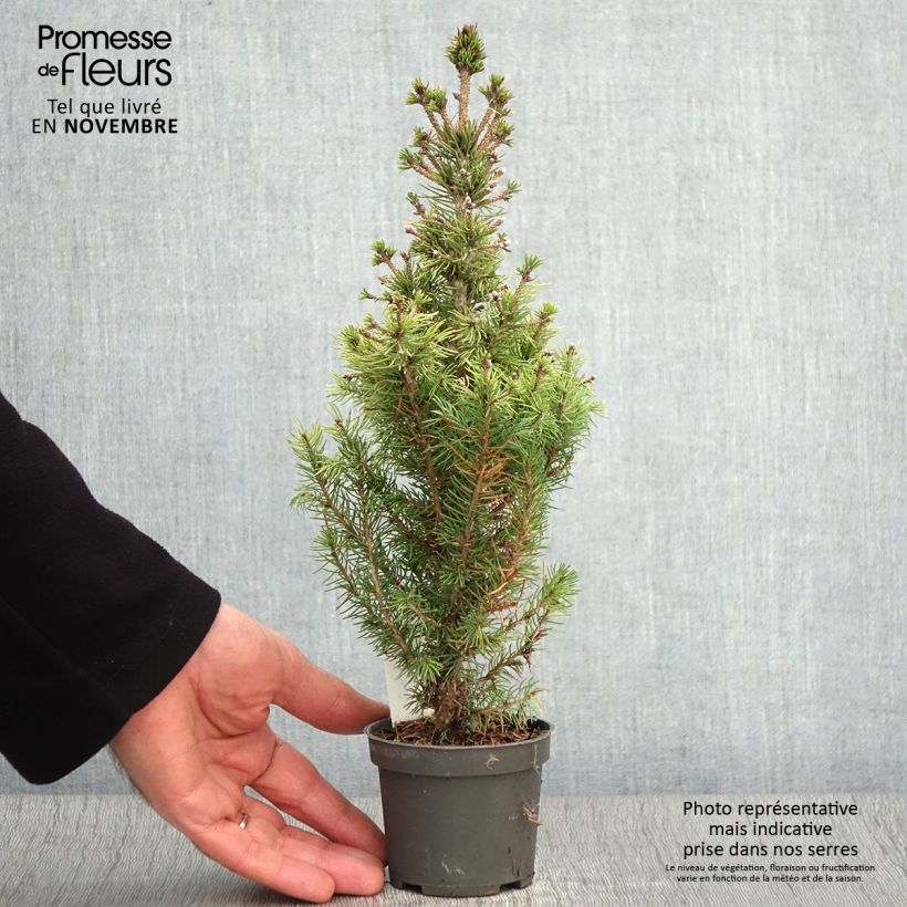 Esemplare di Picea glauca Daisy's White Vasetto da 8/9 cm come consegnato in autunno