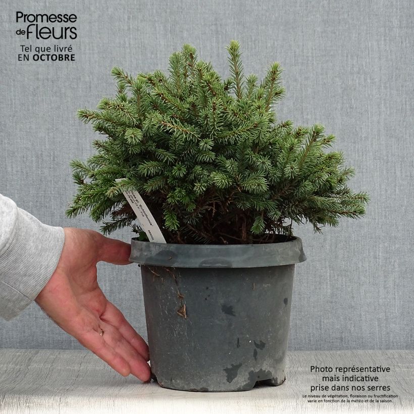 Esemplare di Picea glauca Echiniformis Vaso da 2L/3L come consegnato in autunno