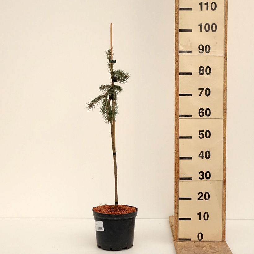 Picea glauca Pendula Vaso da 4L/5L esemplare consegnato in inverno
