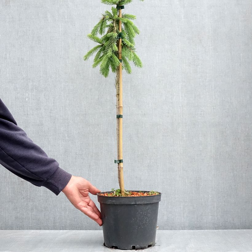Picea glauca Pendula Vaso da 4L/5L, Rosa a mini-alberello esemplare consegnato in primavera