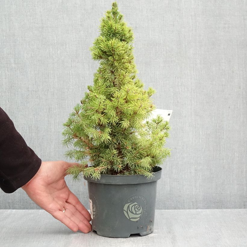 Esemplare di Picea glauca Rainbow's End Vaso da 2L/3L come consegnato in autunno