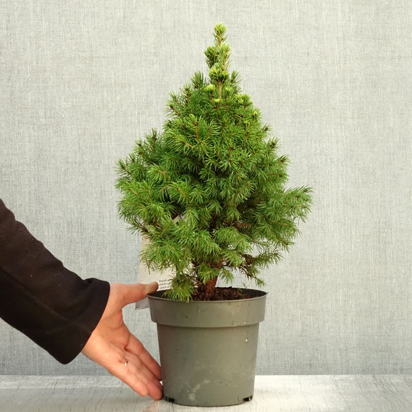 Esemplare di Picea glauca Sun on the Sky Vaso da 2L/3L come consegnato in autunno