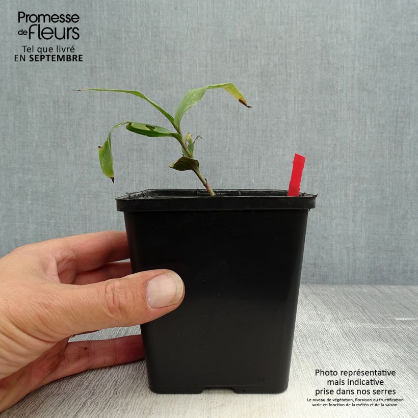Esemplare di Epipactis gigantea Night Serpentine Vaso da 1L/1,5L come consegnato in autunno