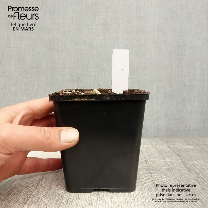 Epipactis gigantea Night Serpentine Vaso da 1L/1,5L esemplare consegnato in primavera