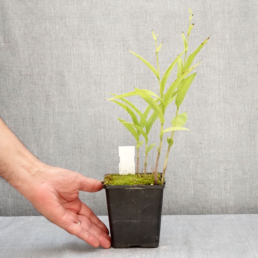 Esemplare di Epipactis Sabine Vaso da 1L/1,5L come consegnato in autunno