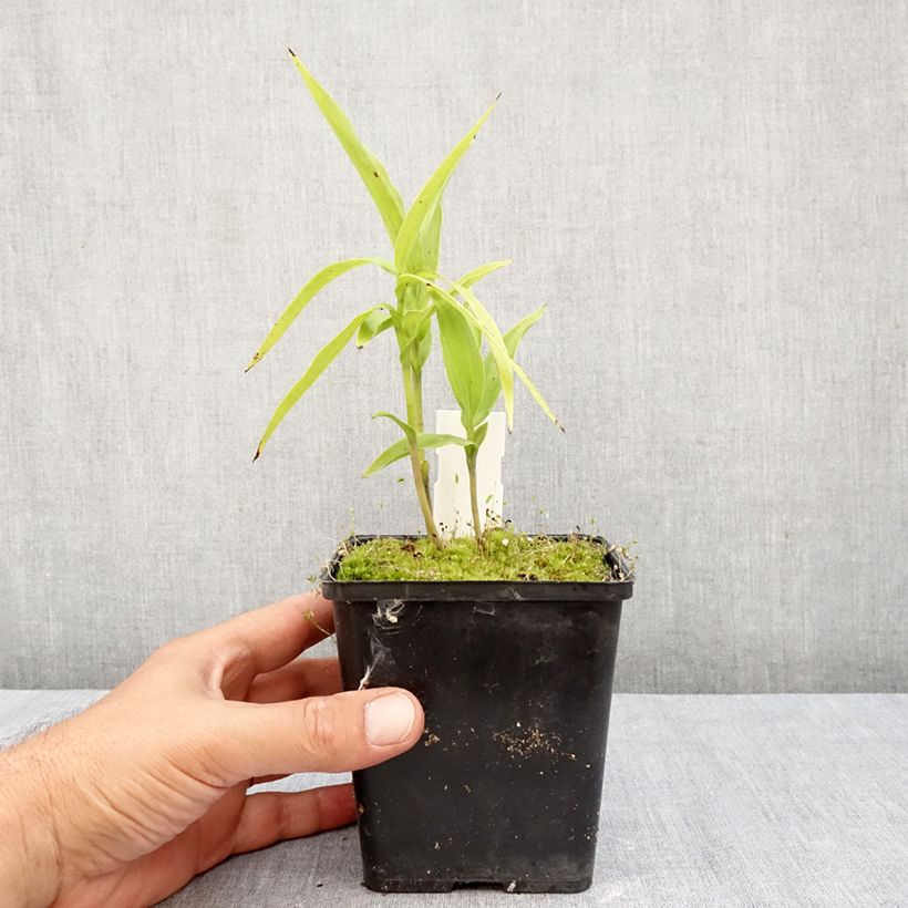 Esemplare di Epipactis thunbergii (x) gigantea Vaso da 1L/1,5L come consegnato in autunno