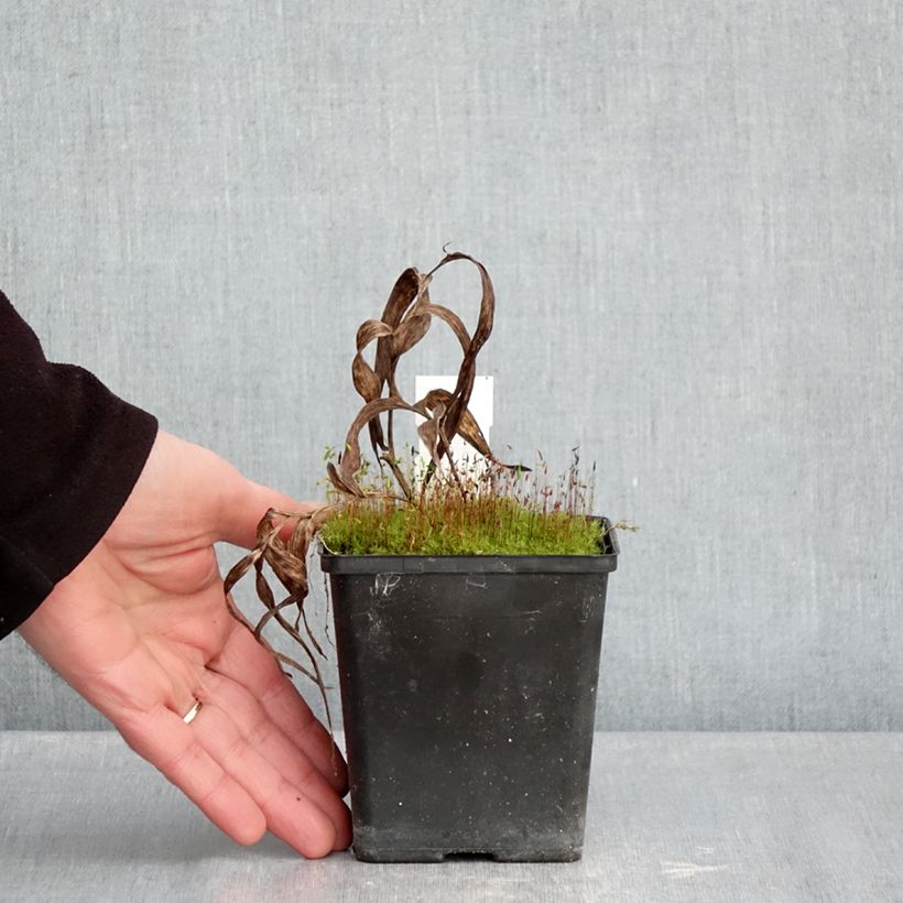 Epipactis thunbergii (x) gigantea Vaso da 1L/1,5L esemplare consegnato in inverno